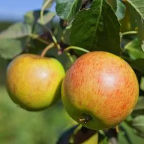 Apple Tree Malus domestica James Grieve 1